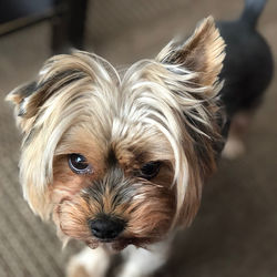 Close-up portrait of a dog