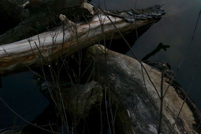 Close-up of a reptile in a lake