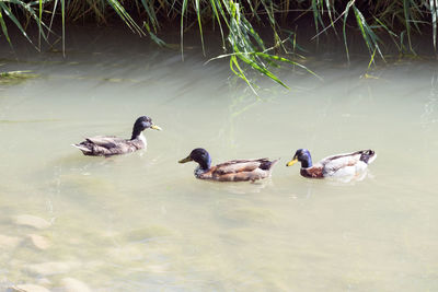 High angle view of ducks swimming in lake