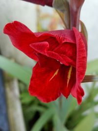 Close-up of red poppy blooming outdoors