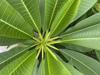 Full frame shot of green leaves