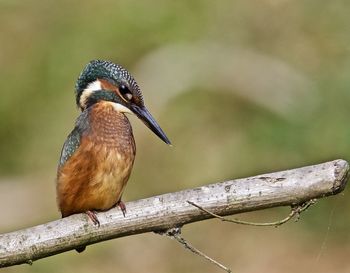 Close-up of kingfisher perching on stick