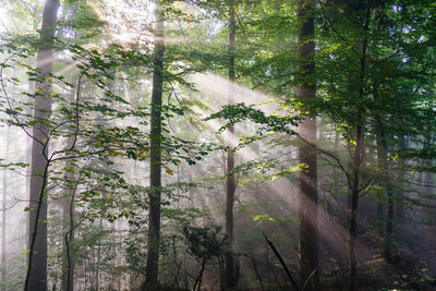 Full frame shot of bamboo trees in forest