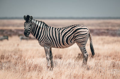 Zebra standing on field