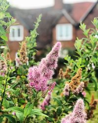 Close-up of flowers against house