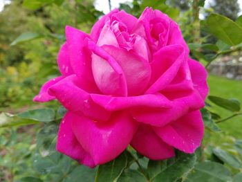 Close-up of wet pink rose blooming outdoors