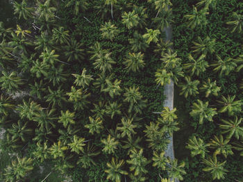 Full frame shot of plants