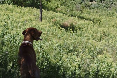 Dog looking away on field