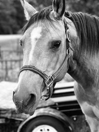 Close-up of horse in ranch