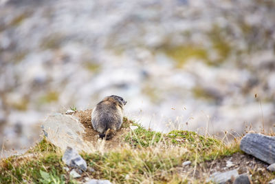 Bird on rock