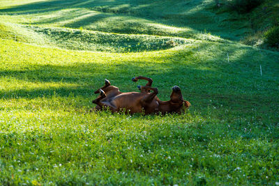 Horses in a field