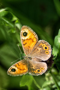 Butterfly perching on leaf