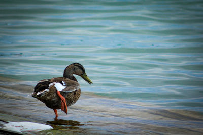 Duck swimming in lake
