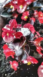 Close-up of red flowers