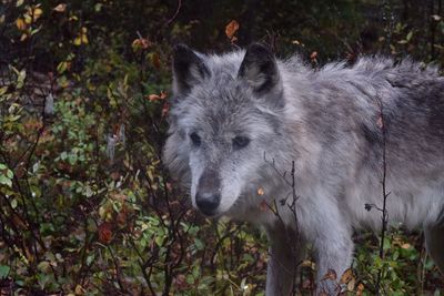 View of trees on field