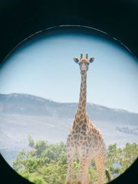 View of giraffe against sky