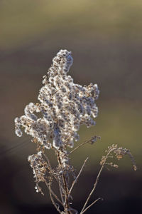 Close-up of frozen plant