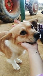 Close-up portrait of dog