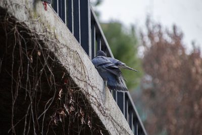 Close-up of bird perching on a plant