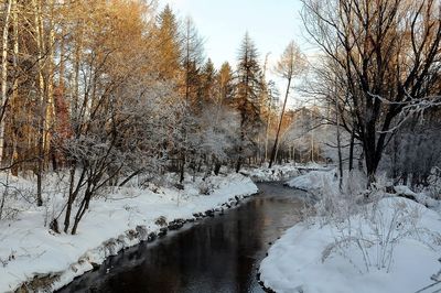 Bare trees on snow covered landscape