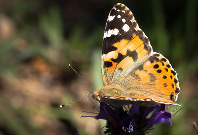 Close-up of butterfly pollinating on flower