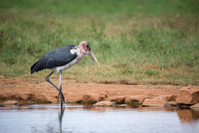 Side view of a bird on water