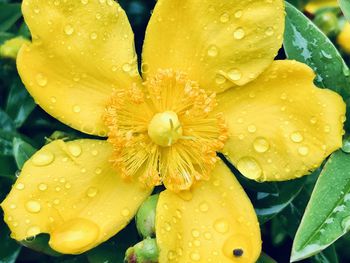 Close-up of wet yellow flower in rainy season