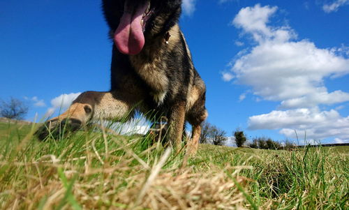 Surface level image of dog walking on grassy field against blue sky