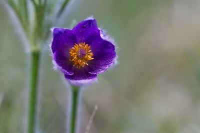 Close-up of purple flower