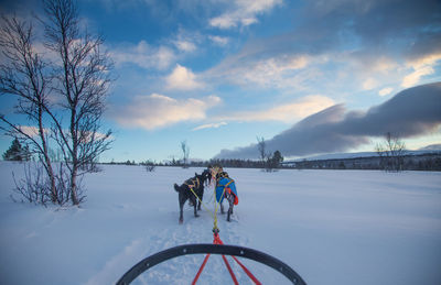 An exciting experience riding a dog sled in the winter landscape. 