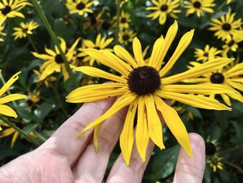 Close-up of hand holding yellow flowering plant