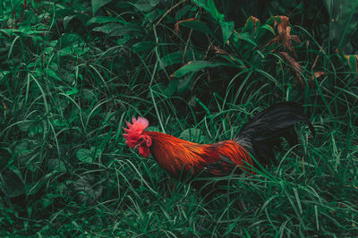 View of a rooster on land