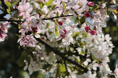 Close-up of cherry blossoms in spring