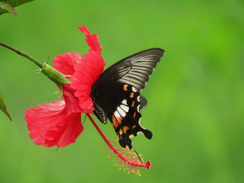 Close-up of butterfly pollinating on flower