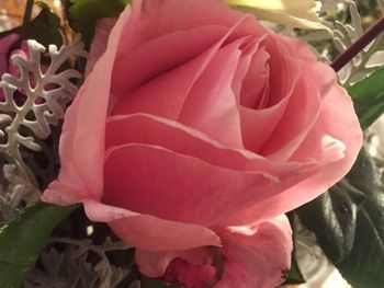 Close-up of pink rose