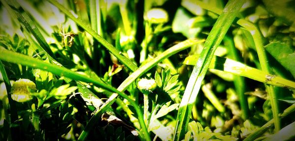 Close-up of fresh green plant