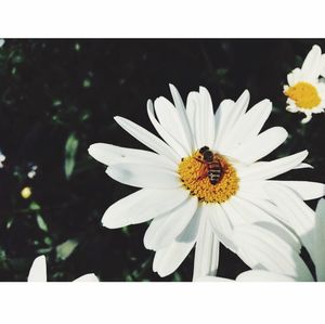 Close-up of insect on white flower