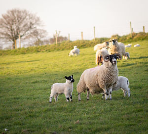 Sheep in a field