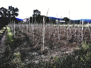 Plants growing on field against sky