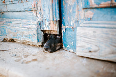 Cat lying on rusty door