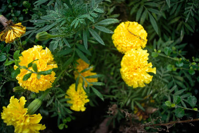 Close-up of yellow marigold blooming outdoors