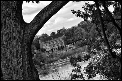 Trees in city against sky