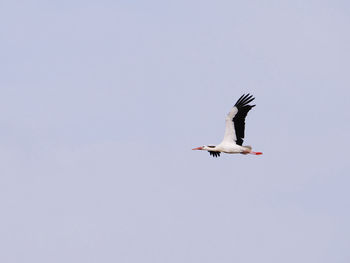 Low angle view of seagull flying