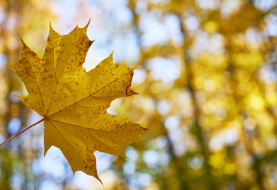 Close-up of dry leaves