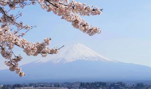 Low angle view of cherry blossom by tree against sky