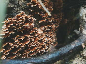 Close-up of tree trunk