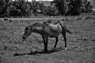 Horse standing in a field