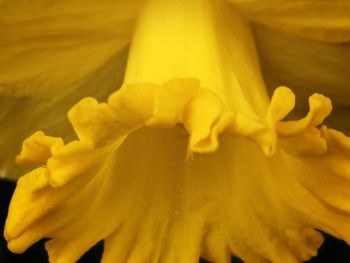 Close-up of yellow flower