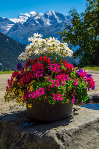 Close-up of pink flowering plants against mountain