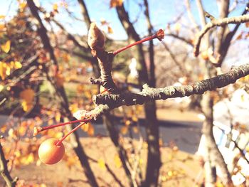 Close-up of berries growing on tree